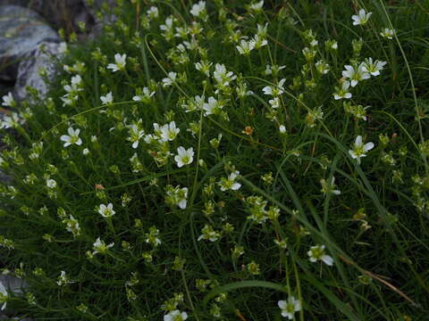 Слика од Pseudocherleria macrocarpa (Pursh) Dillenb. & Kadereit