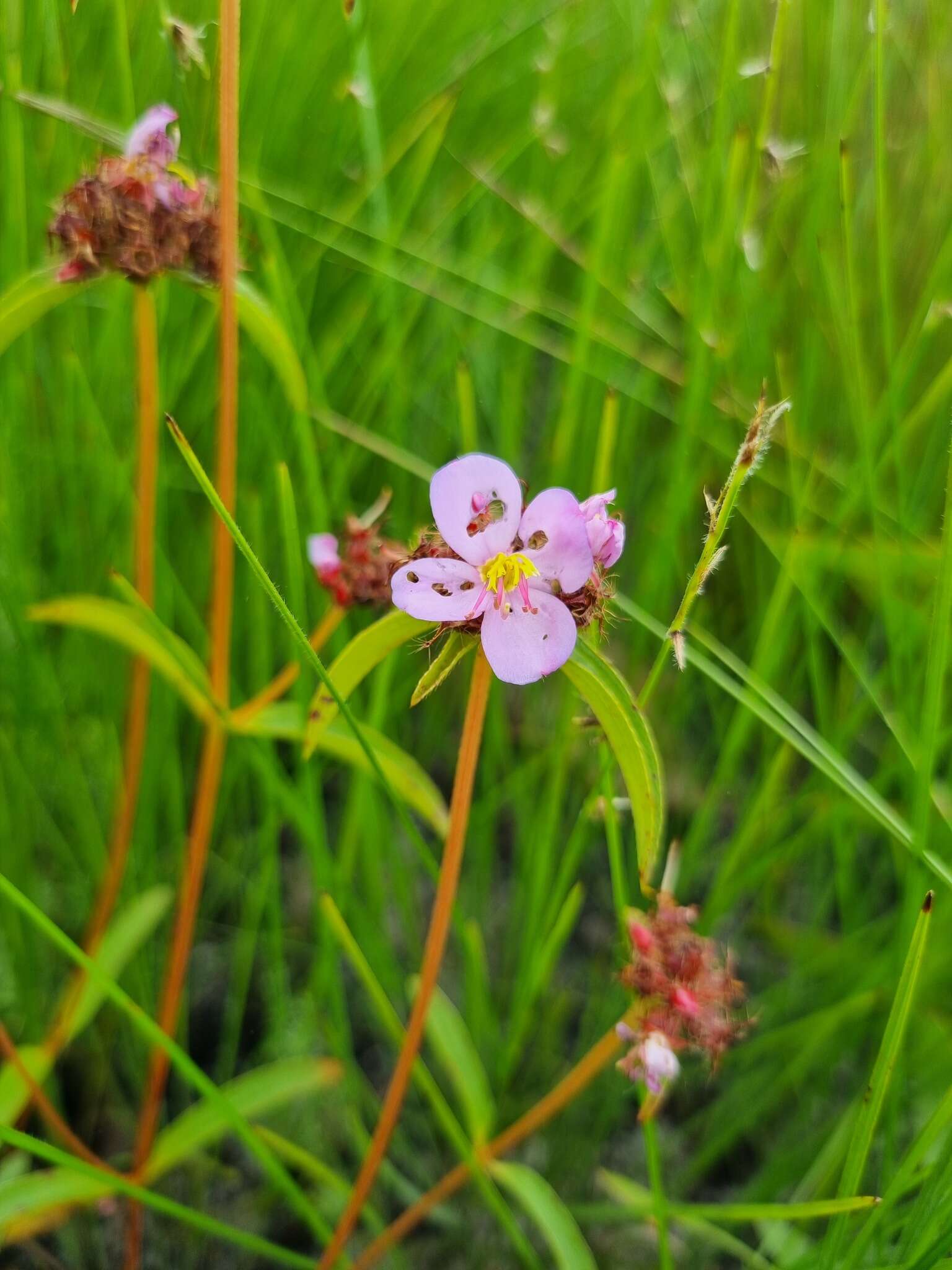 Imagem de Antherotoma debilis (Sond.) H. Jacques-Félix