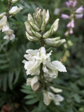 Plancia ëd Oxytropis ochroleuca Bunge