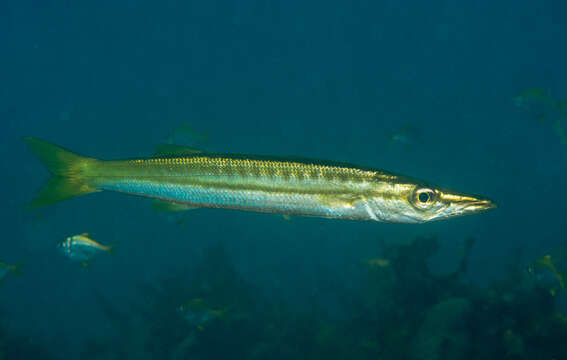 Image of Obtuse barracuda