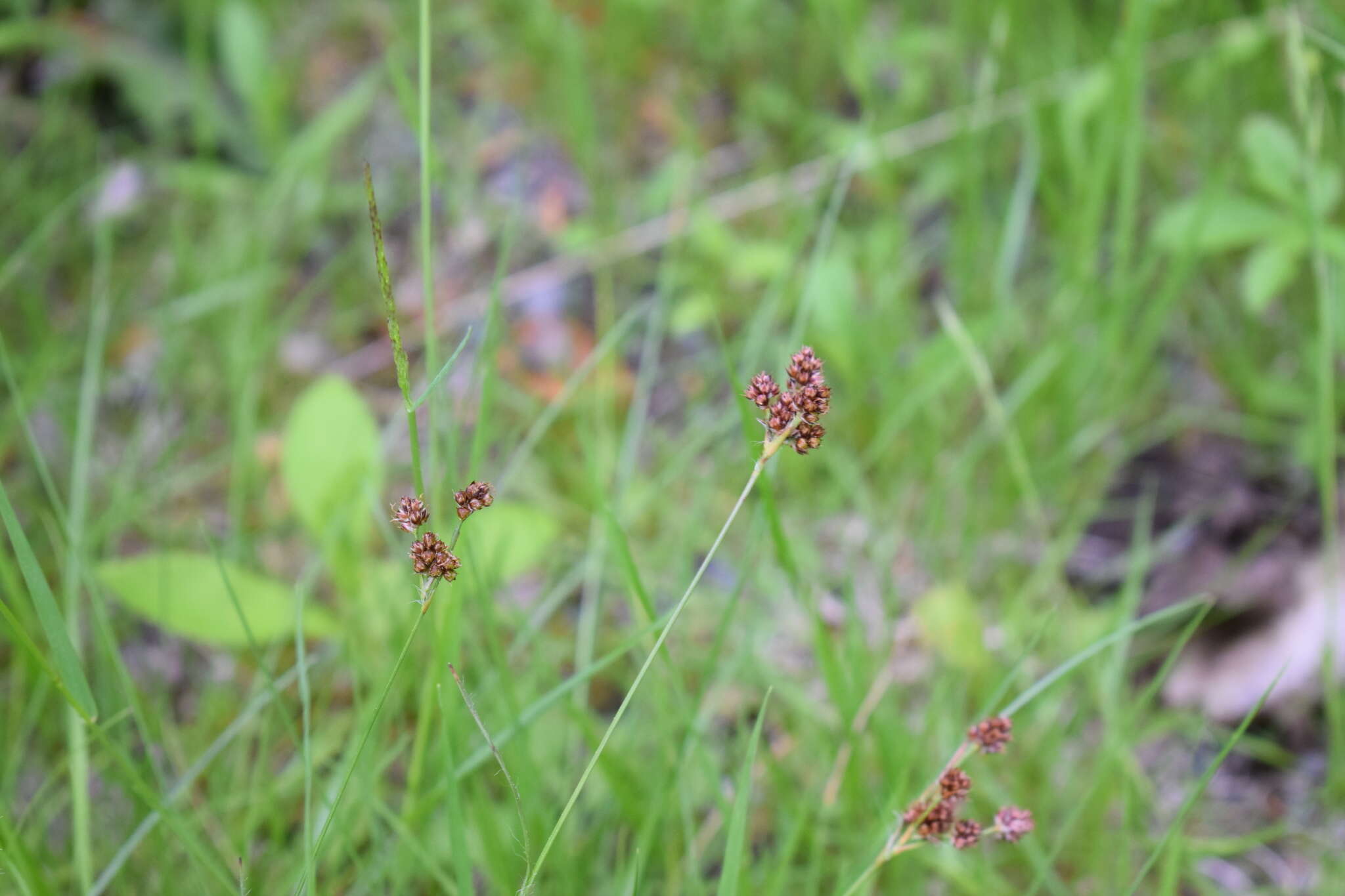 Imagem de Luzula multiflora (Retz.) Lejeune