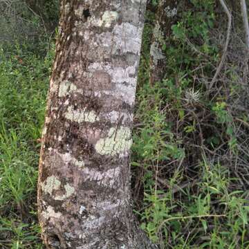 Image of Tabebuia nodosa (Griseb.) Griseb.