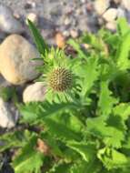 صورة Scabiosa africana L.