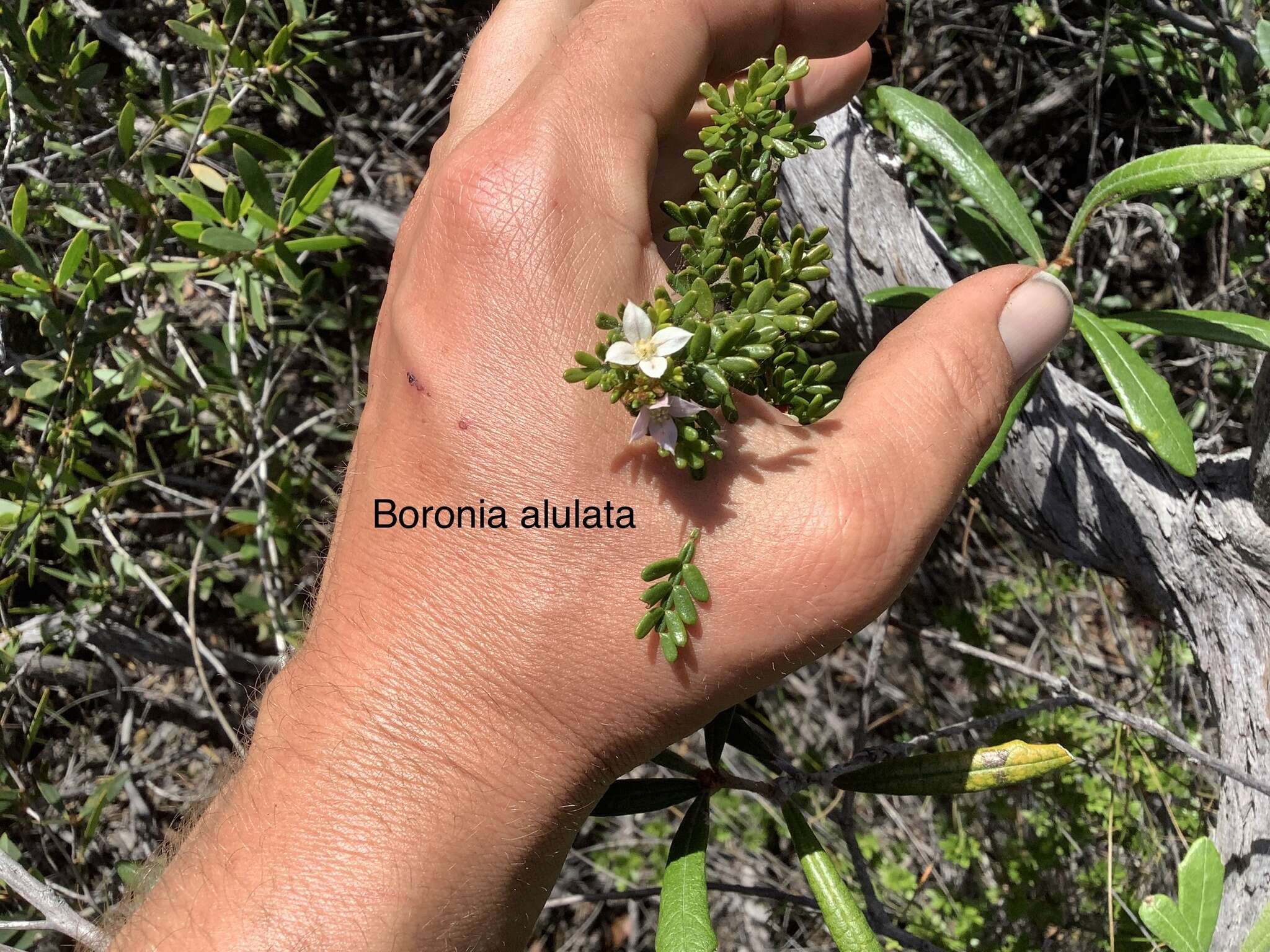 Image de Boronia alulata Soland. ex Benth.