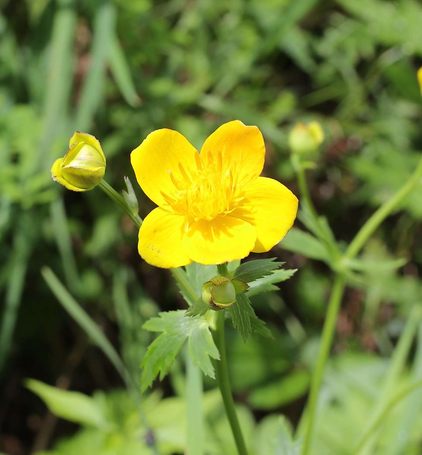 Image of Trollius hondoensis Nakai