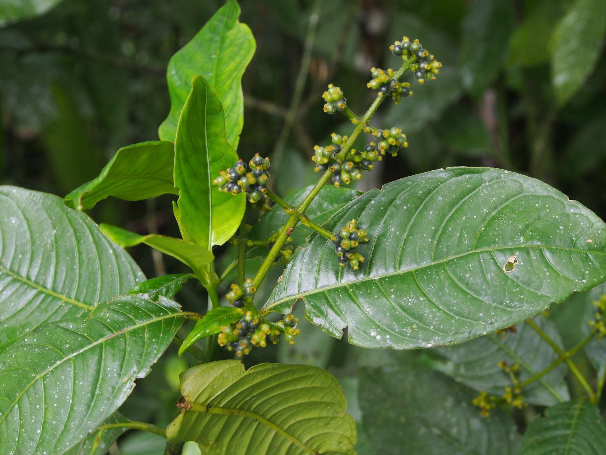 صورة Palicourea brachiata (Sw.) Borhidi