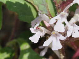 Ajuga yesoensis var. tsukubana Nakai的圖片