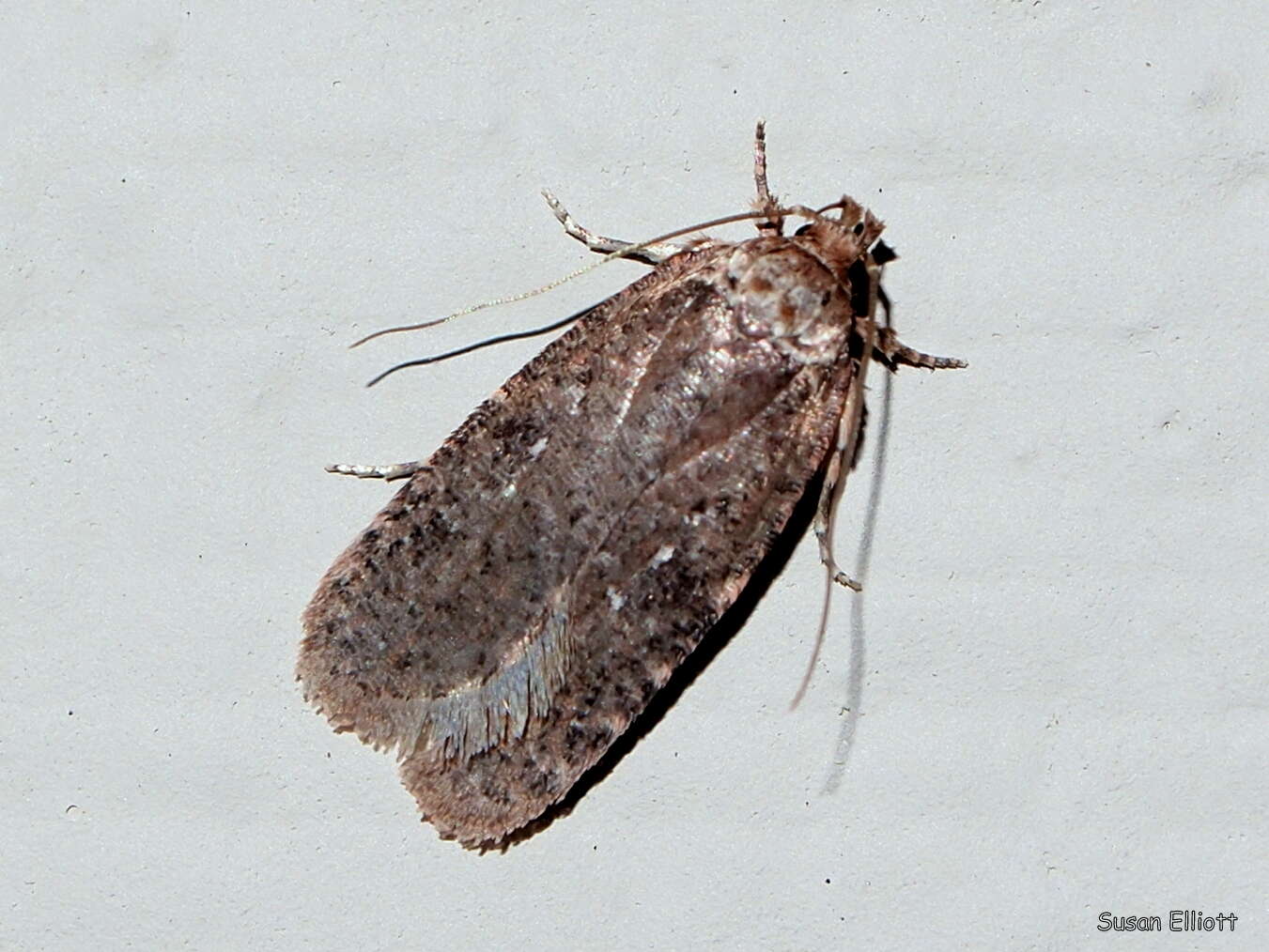 Image of Agonopterix clemensella Chambers 1876