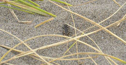 Image of Pacific Coast Tiger Beetle