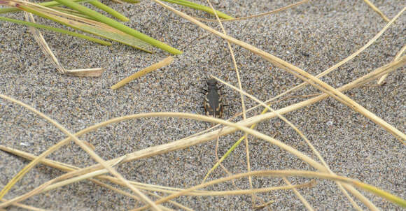 Image of Pacific Coast Tiger Beetle