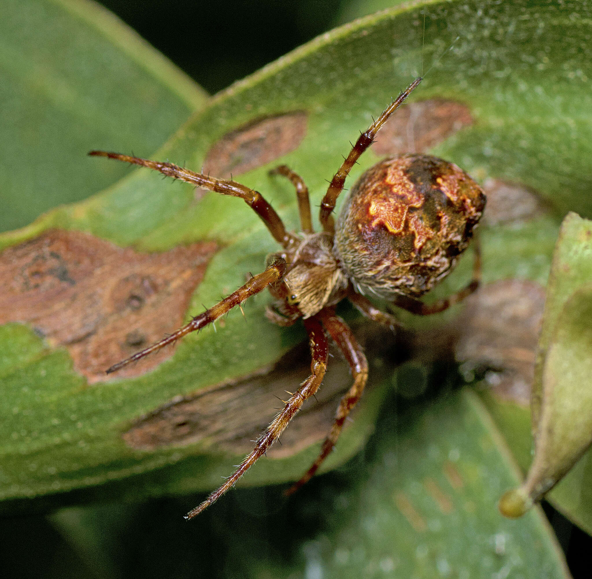 Image of Salsa brisbanae (L. Koch 1867)