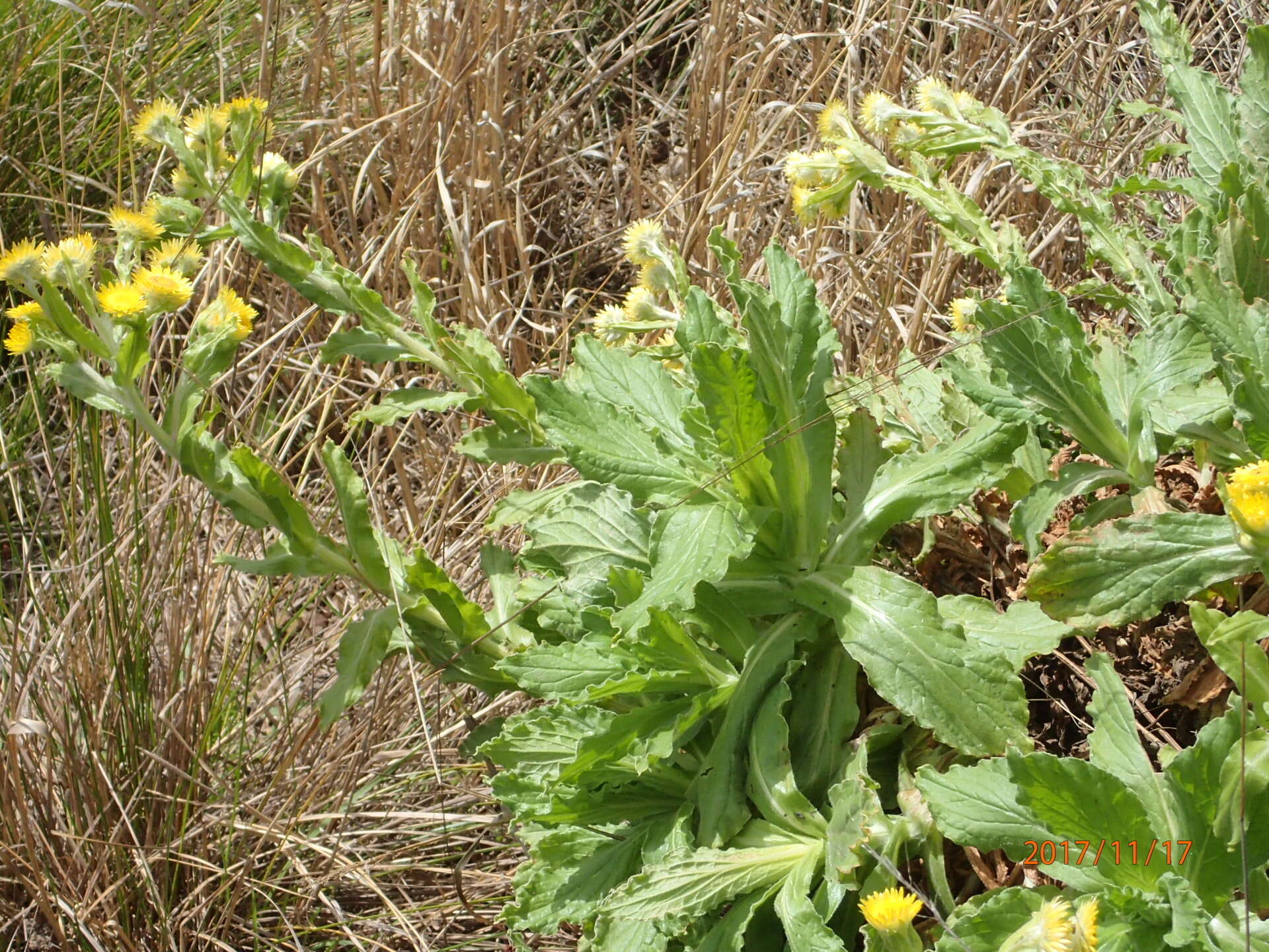 Helichrysum tenax M. D. Henderson resmi