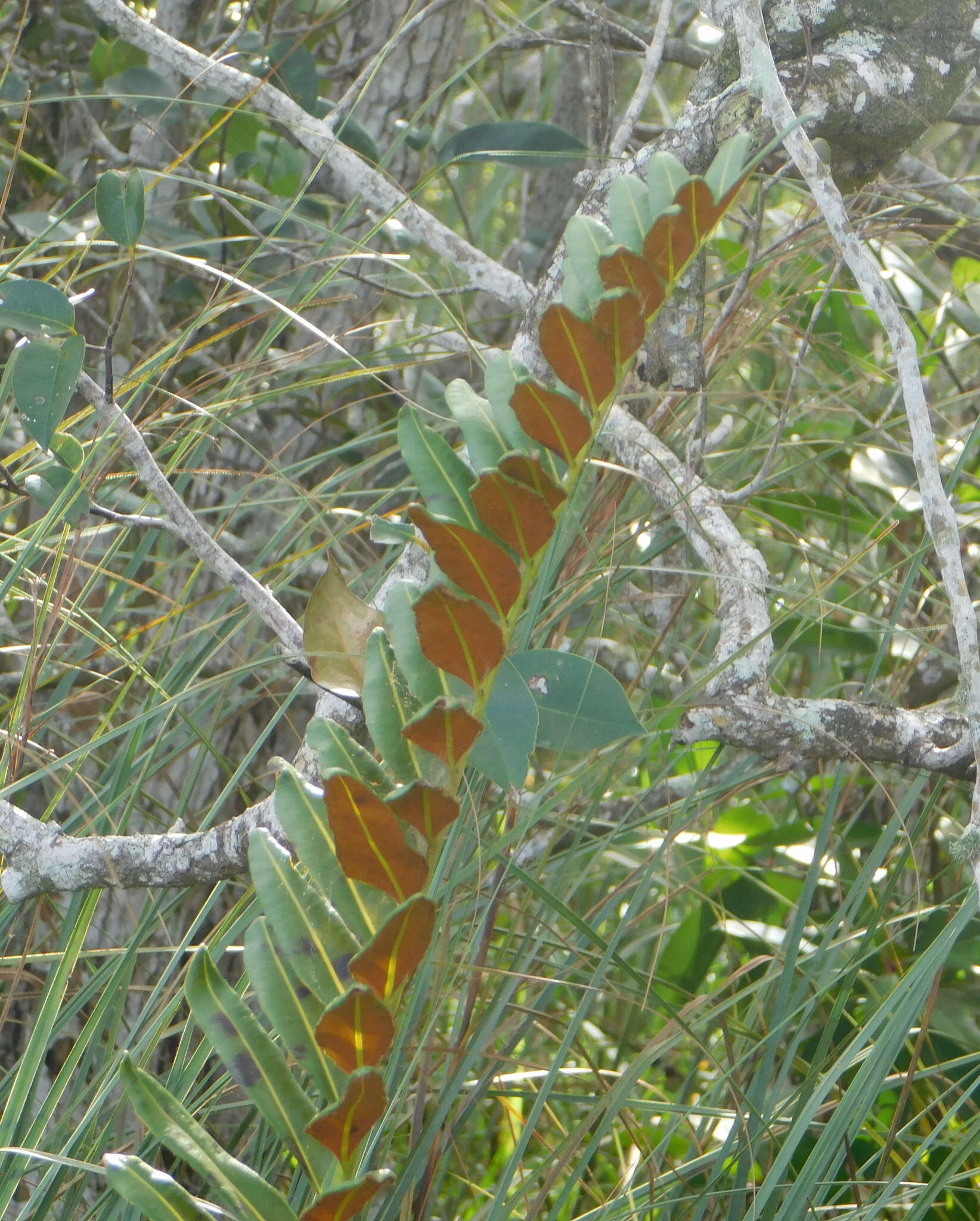 Image of giant leather fern