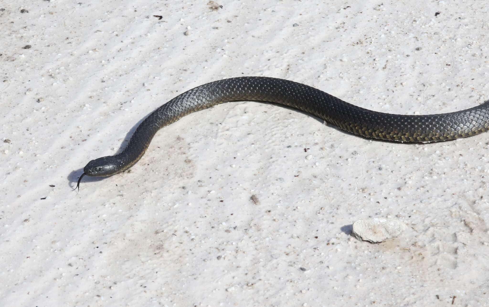 Image of Australian Tiger Snakes