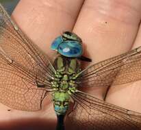 Image of Green Hawker