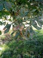 Imagem de Aesculus carnea Hayne