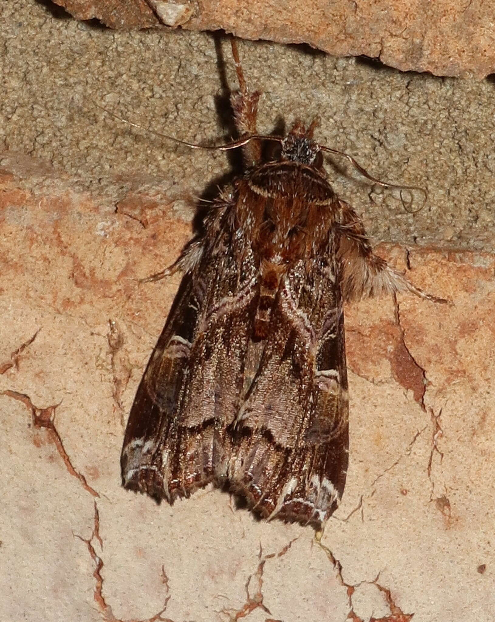 Image of Cutworm