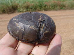 Image of Mississippi mud turtle