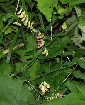 Imagem de Vicia dumetorum L.