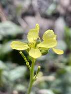 Image of white mustard