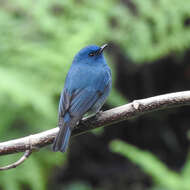 Image of Nilgiri Flycatcher