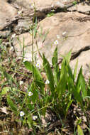 Image of Common Water-plantain