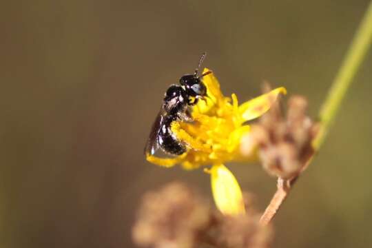 Sivun Ceratina arizonensis Cockerell 1898 kuva