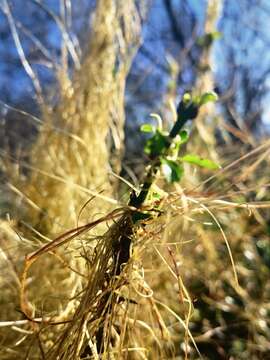 Image of Cuscuta chilensis Ker-Gawl.