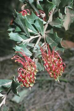 Imagem de Grevillea infecunda Mc Gill.