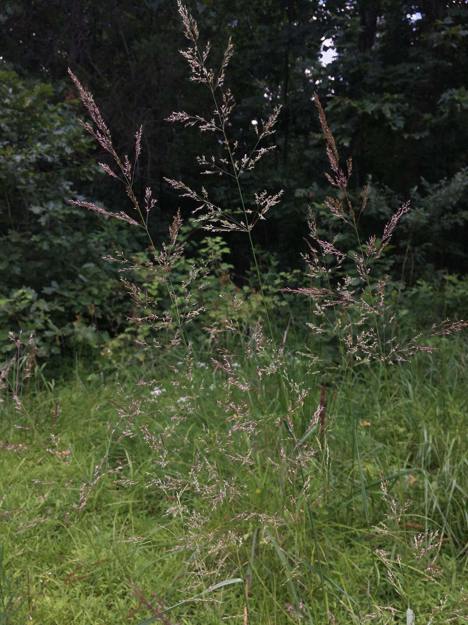 Plancia ëd Agrostis gigantea Roth