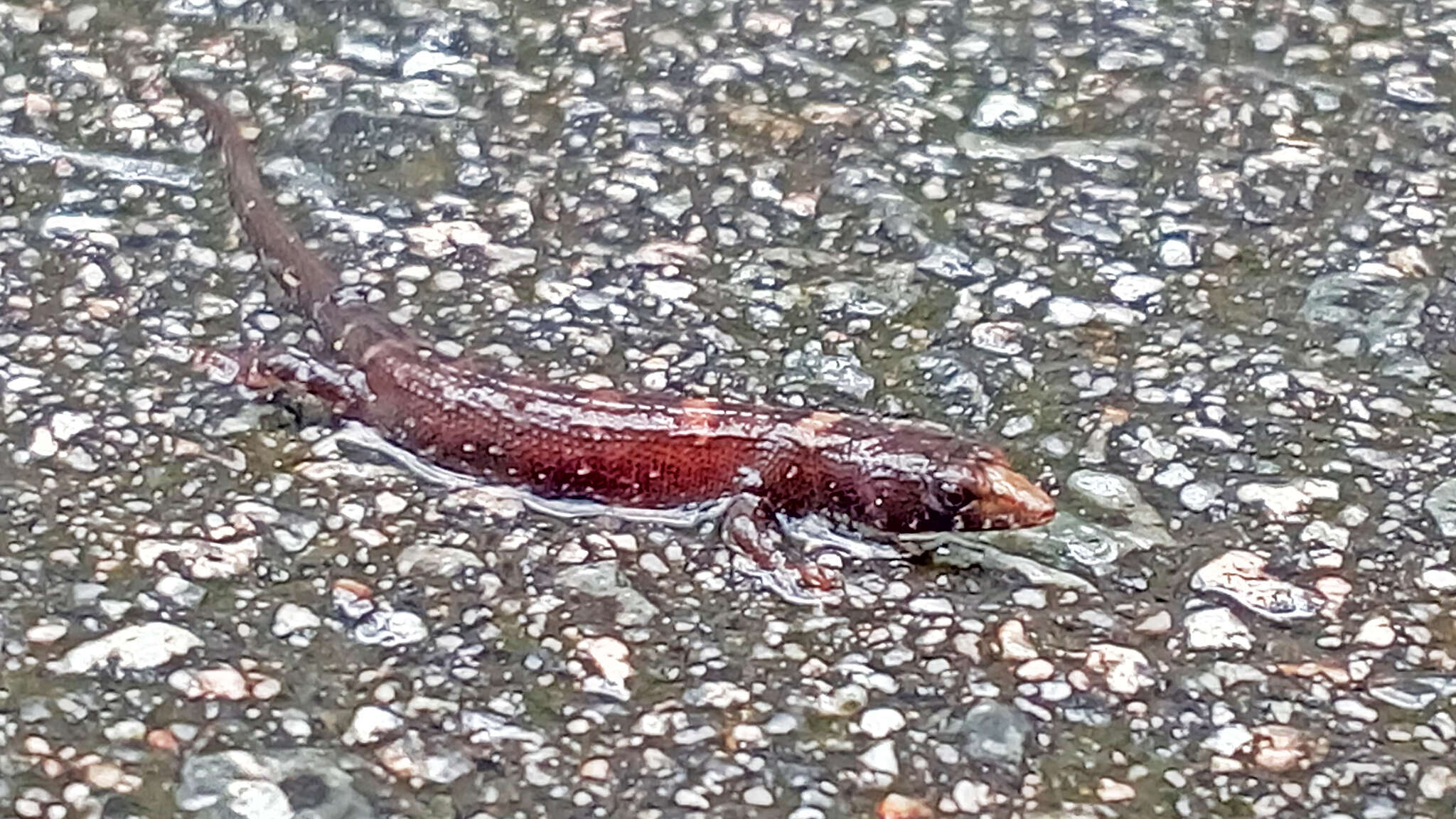 Image of Chinese water skink