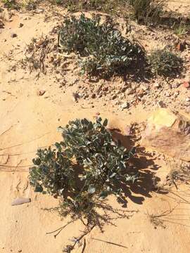 Image of Pelargonium ovale (Burm. fil.) L'Her.