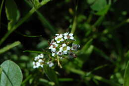 Image de Lobularia