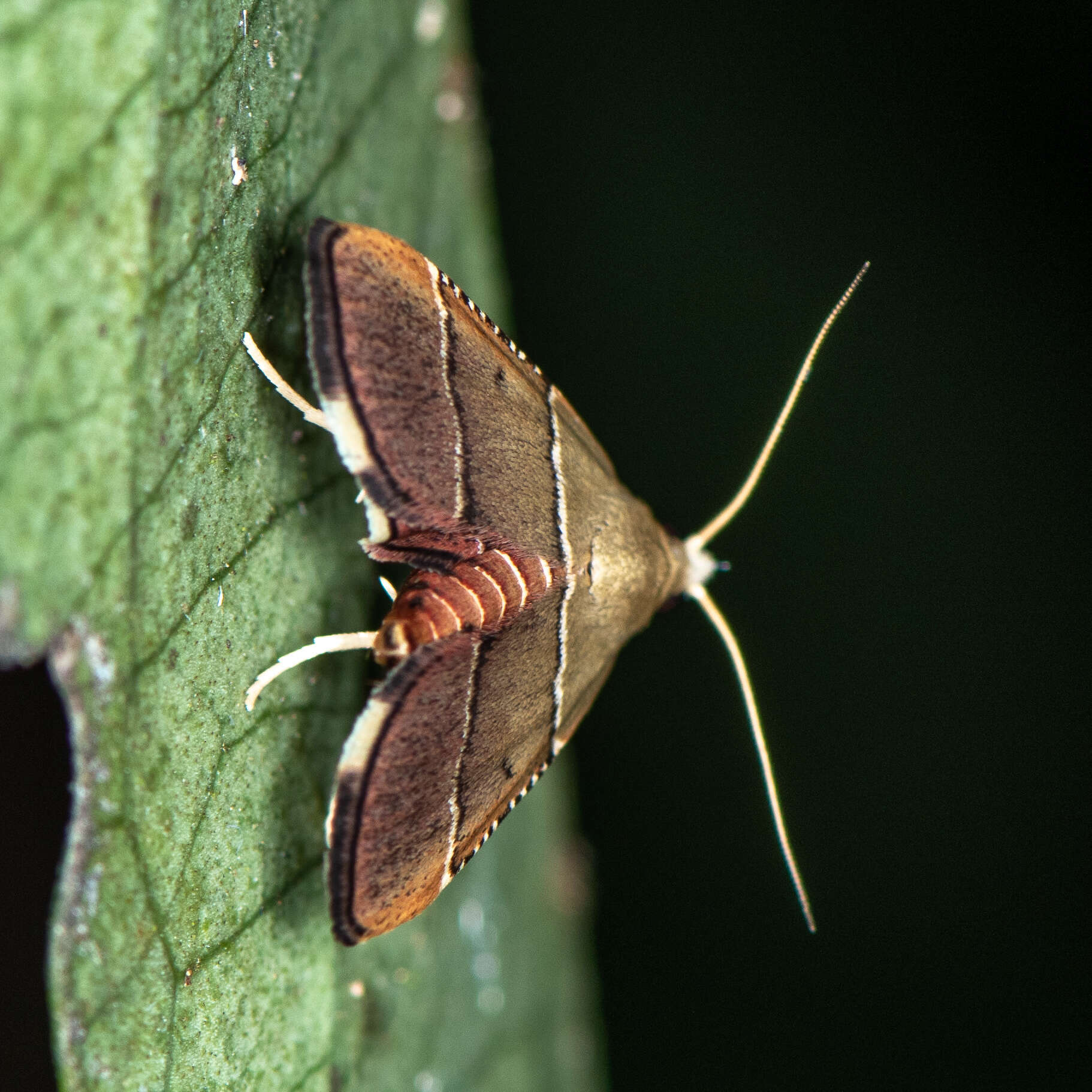 Image of Stemmatophora flavicaput Shibuya 1928