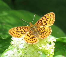 Image of Western Meadow Fritillary