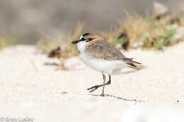 Image of White-fronted Plover