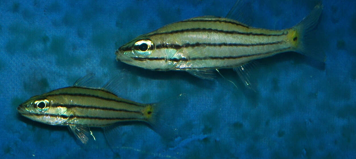 Image of Five-lined cardinalfish