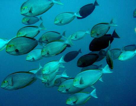 Image of Bleeker's Surgeonfish