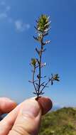 Image of Irish Eyebright