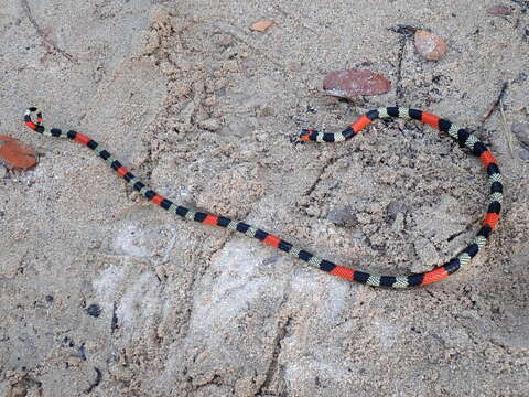 Micrurus brasiliensis Roze 1967 resmi