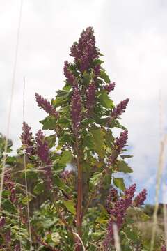 Image of quinoa