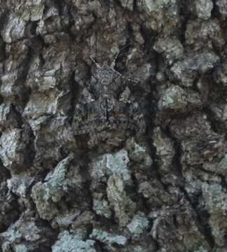 Image of Aholibah Underwing