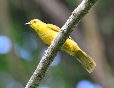 Слика од Chlorocichla laetissima (Sharpe 1899)