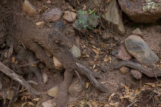 Crotalus lepidus klauberi Gloyd 1936 resmi