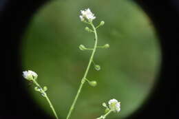 Image of small enchanter's nightshade