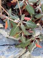 Image of James' buckwheat
