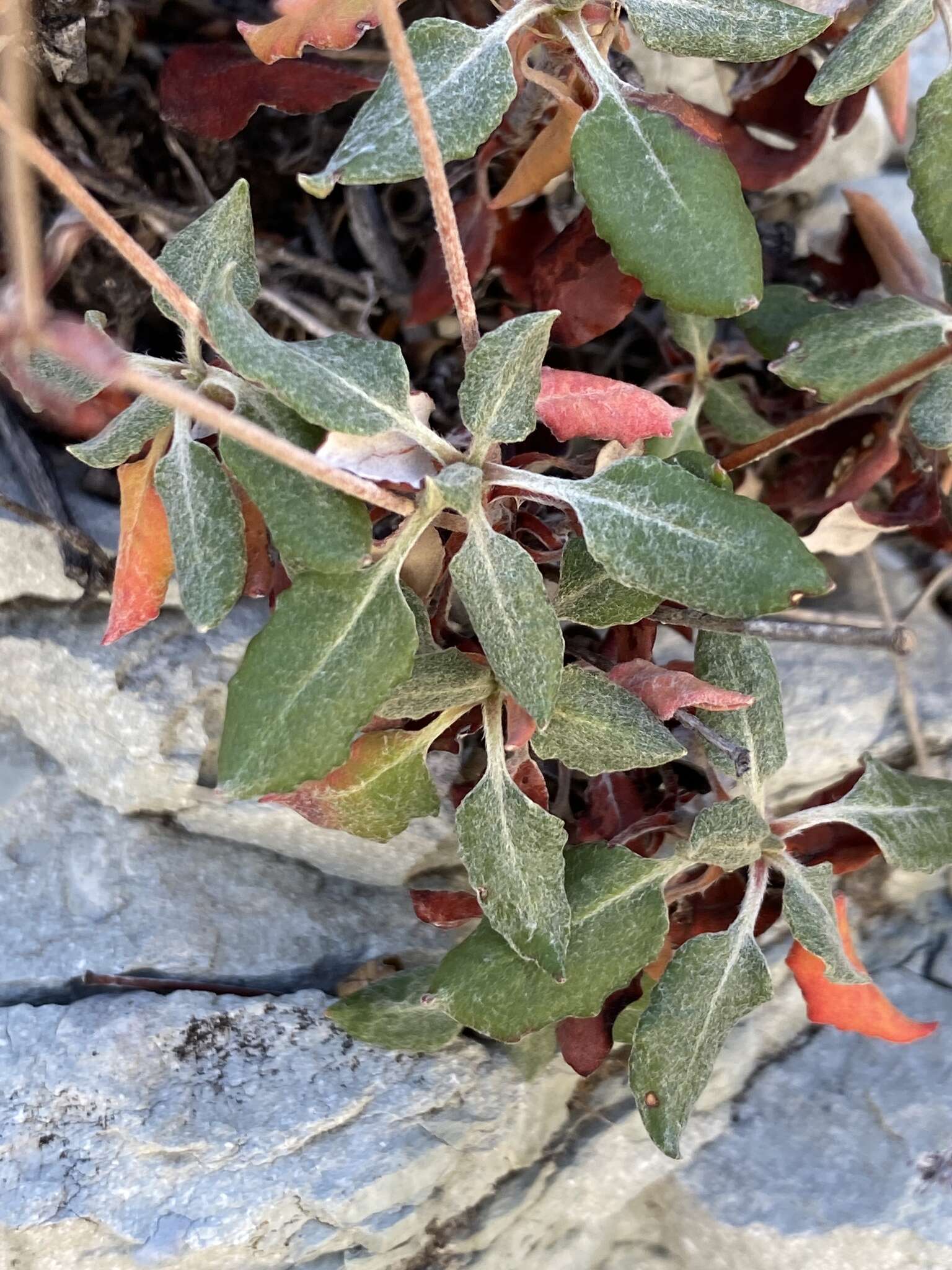 Image of James' buckwheat