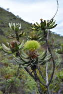 Image of Melaleuca dawsonii Craven