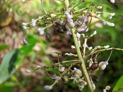 Слика од Pollia macrophylla (R. Br.) Benth.