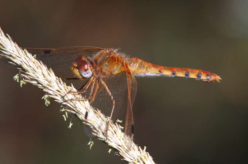 Image of Spot-winged Meadowhawk